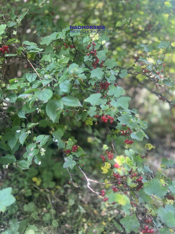 Działka rod Gdańsk Bysewo, ul. Nowatorów. Zdjęcie 9