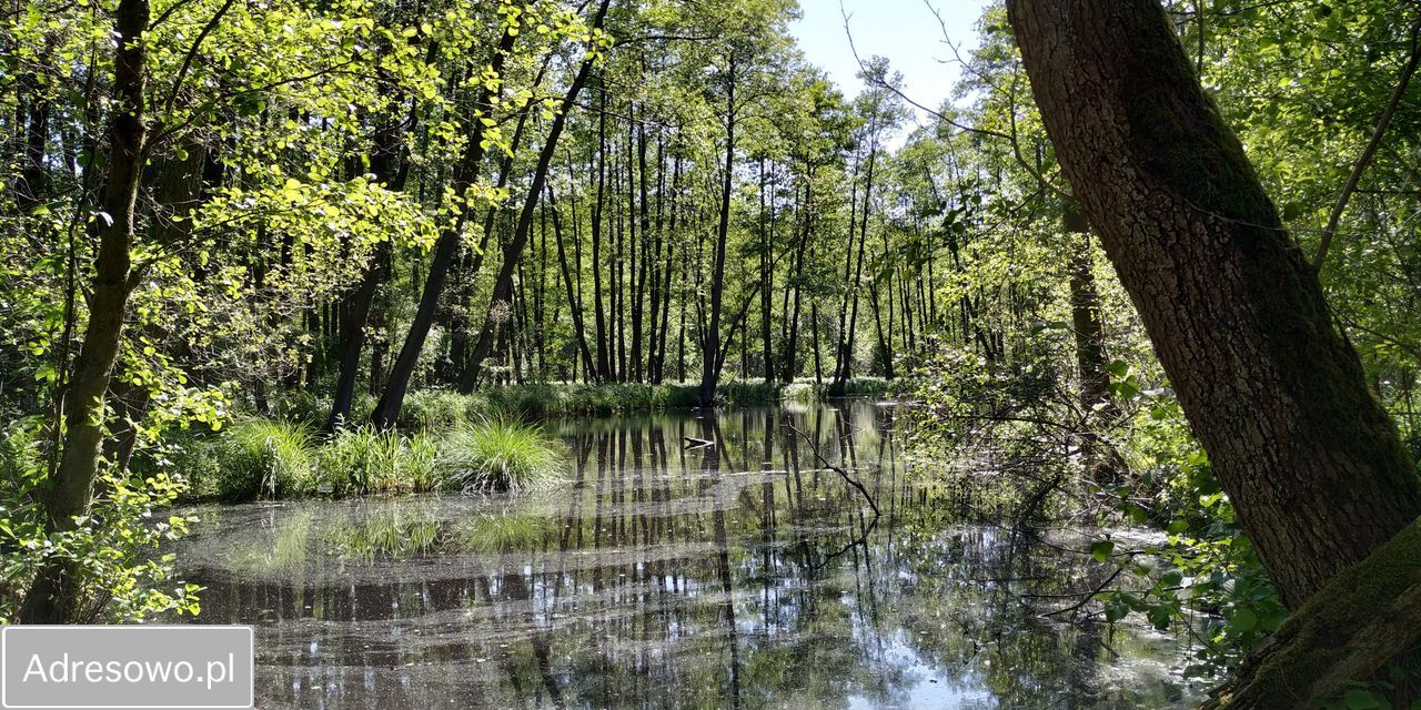 Działka siedliskowa Roszkowo Roszkówko. Zdjęcie 14
