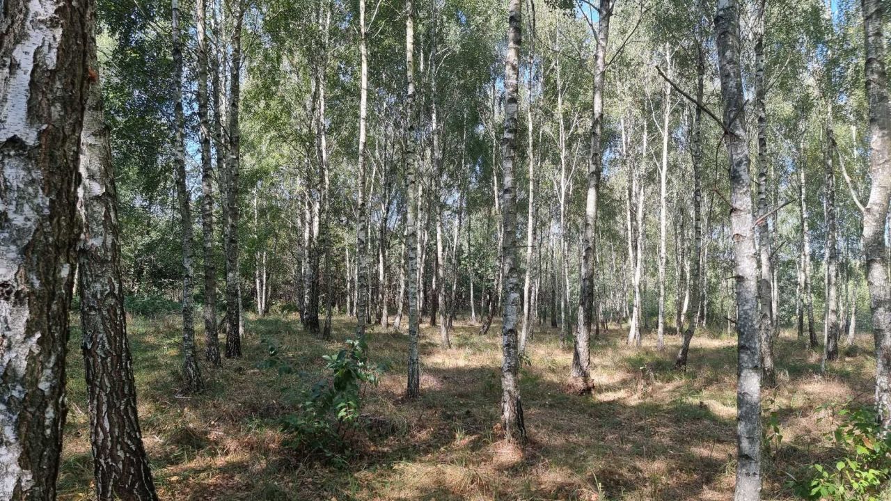 Działka leśna Piaski. Zdjęcie 3