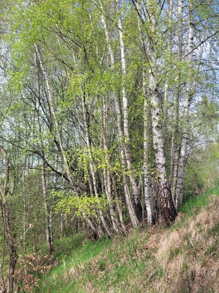 Działka budowlana Naprawa. Zdjęcie 6