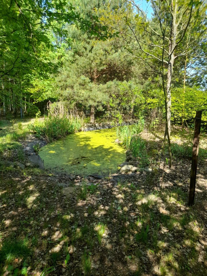 siedlisko, 4 pokoje Kalinowy Dół. Zdjęcie 5