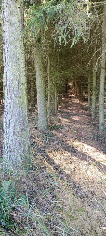 Działka leśna Stare Grodzkie. Zdjęcie 5