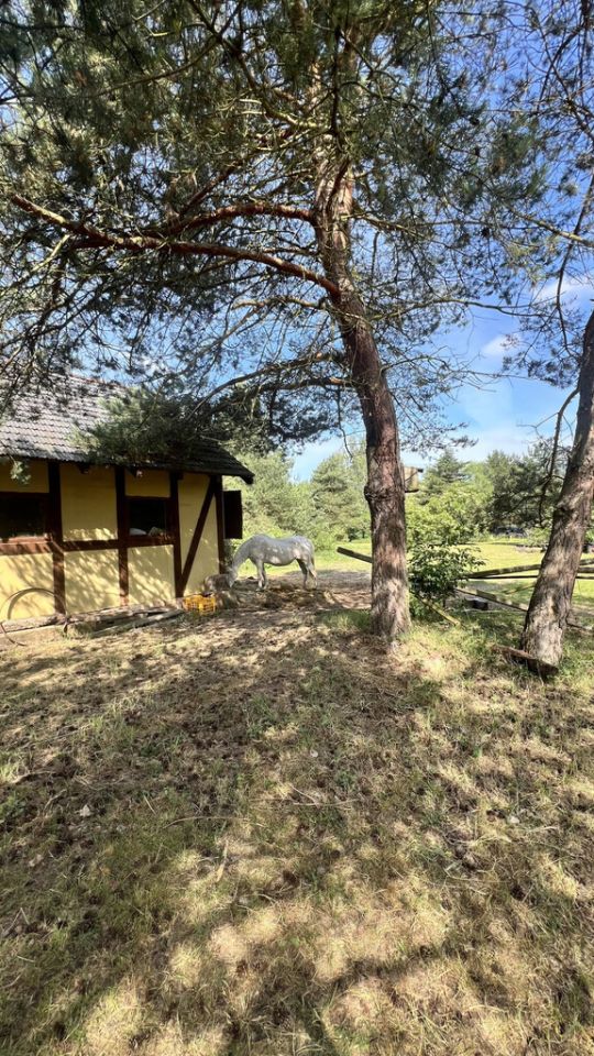 Działka rekreacyjna Osieczna. Zdjęcie 15