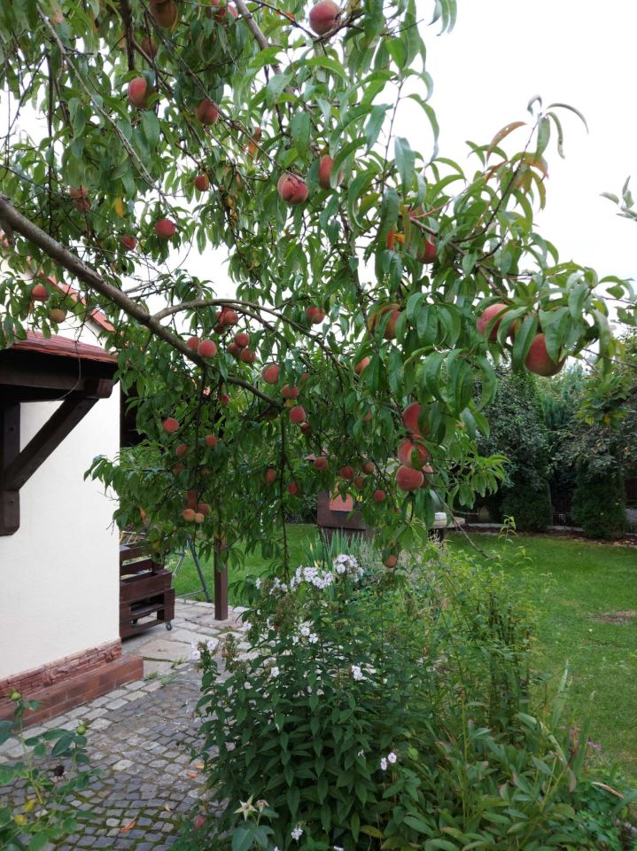 Działka rod Ziemnice. Zdjęcie 6