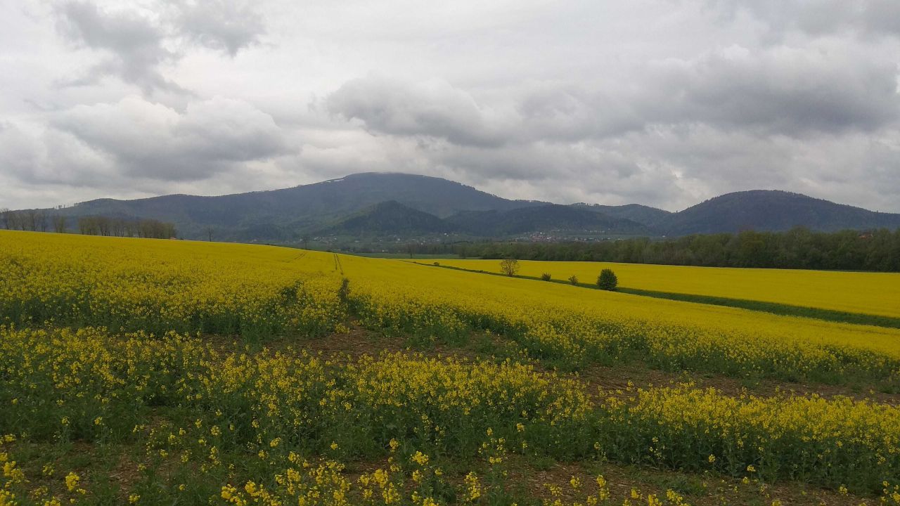 Działka budowlana Kalna, ul. Wichrowa. Zdjęcie 5