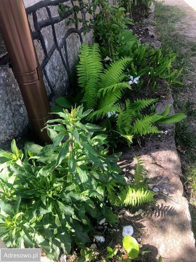 dom wolnostojący, 3 pokoje Borkowo. Zdjęcie 17