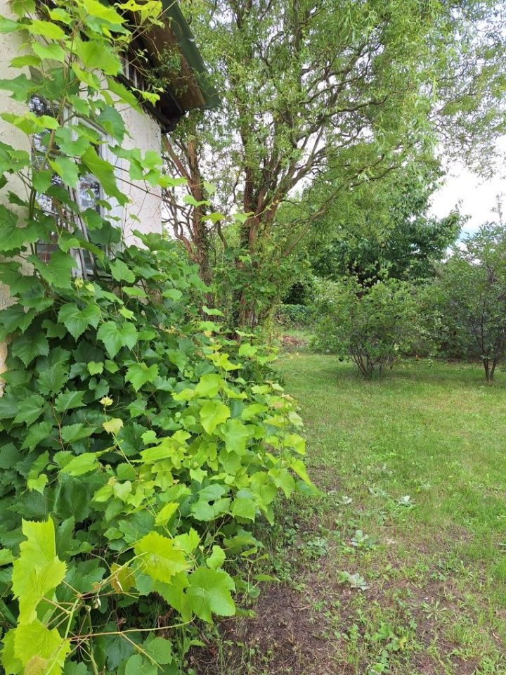 Działka rod Zielona Góra Jędrzychów, ul. Zbożowa. Zdjęcie 6