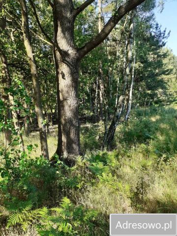 Działka leśna Korczyska. Zdjęcie 1