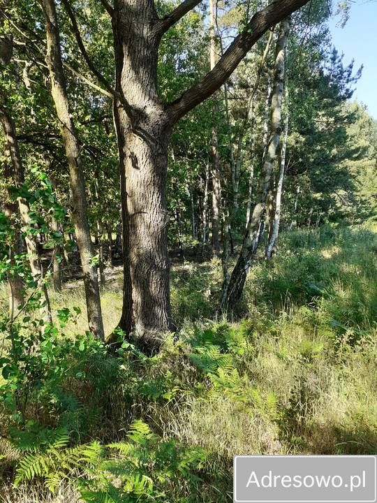 Działka leśna Korczyska