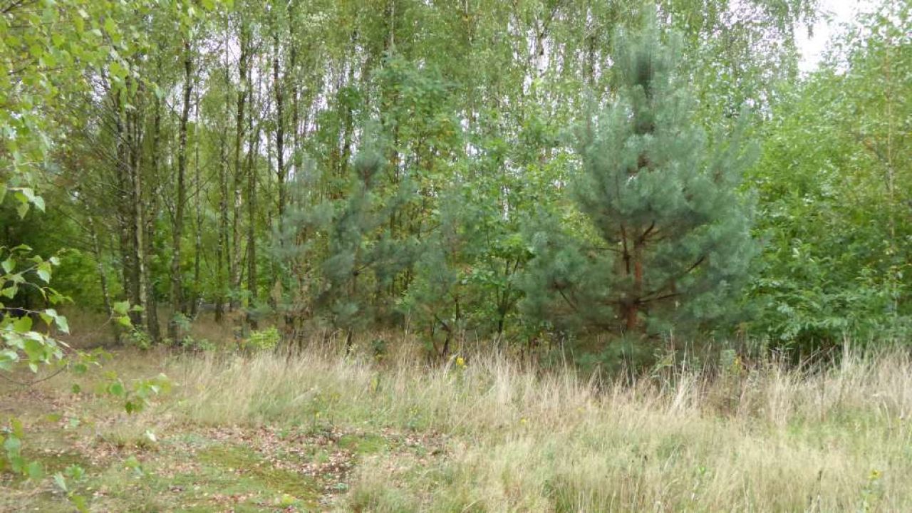 Działka budowlana Jachranka, ul. Borowa. Zdjęcie 1