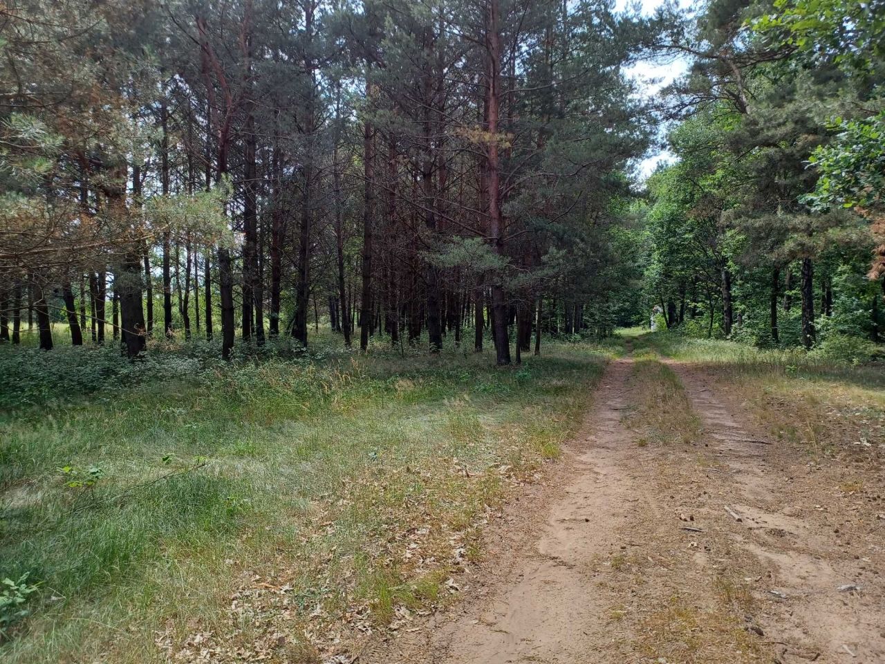 Działka budowlana Prostki Bogusze. Zdjęcie 5
