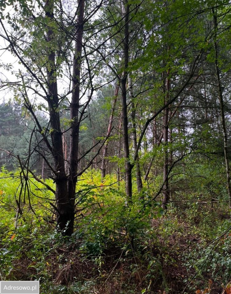 Działka budowlana Piotrkowice. Zdjęcie 4