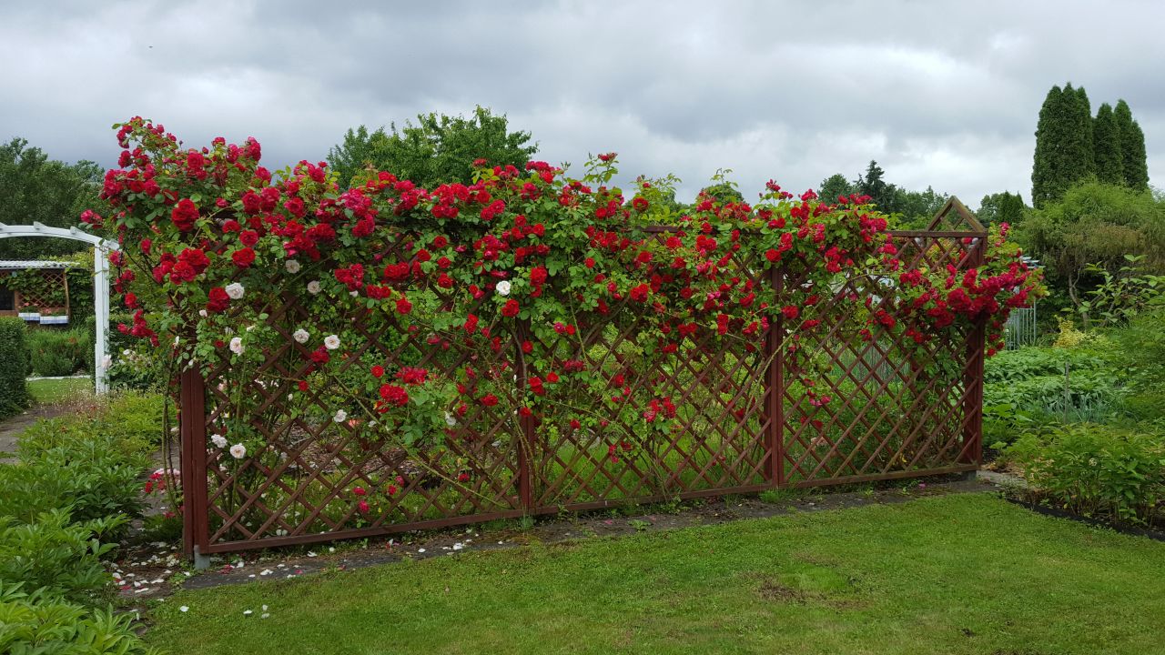 Działka rod Piła Koszyce, ul. Paderewskiego. Zdjęcie 6