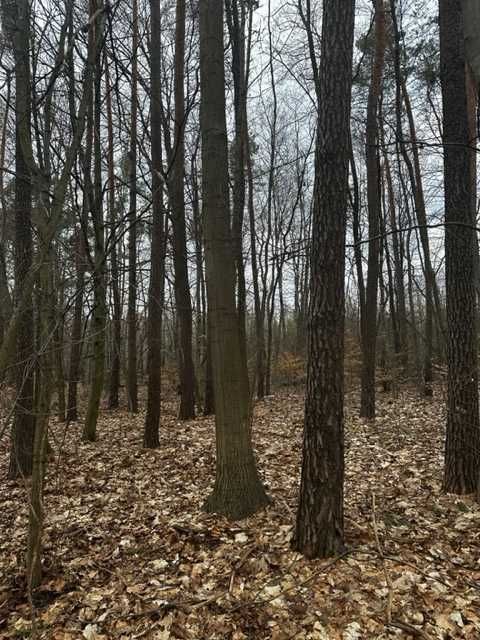 Działka leśna Budy. Zdjęcie 6