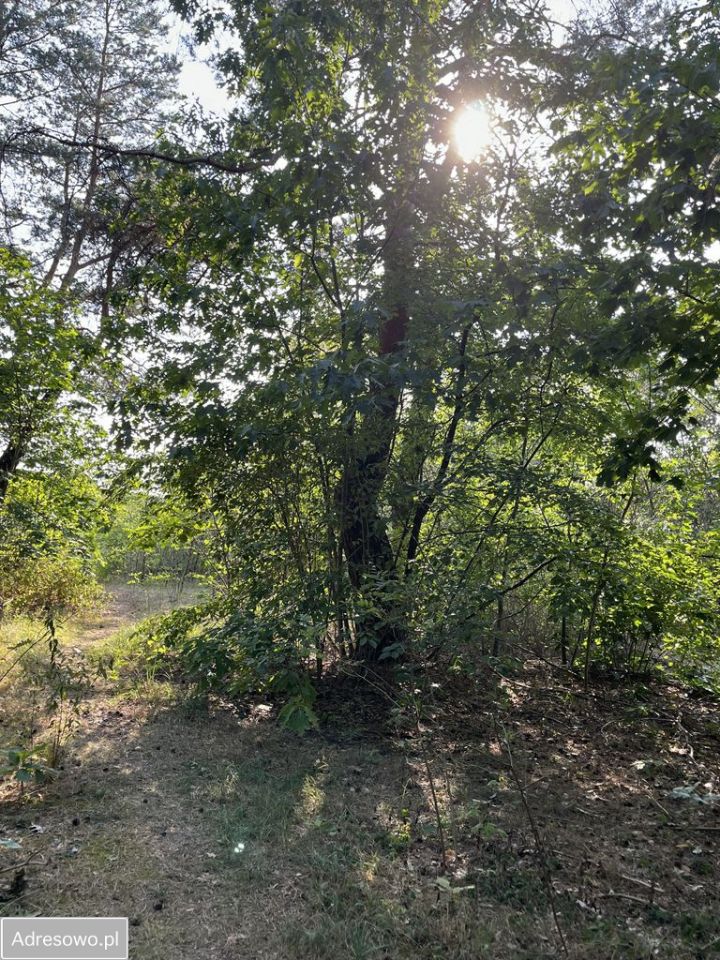Działka leśna Warszawa Miedzeszyn, ul. Tuberozy. Zdjęcie 3
