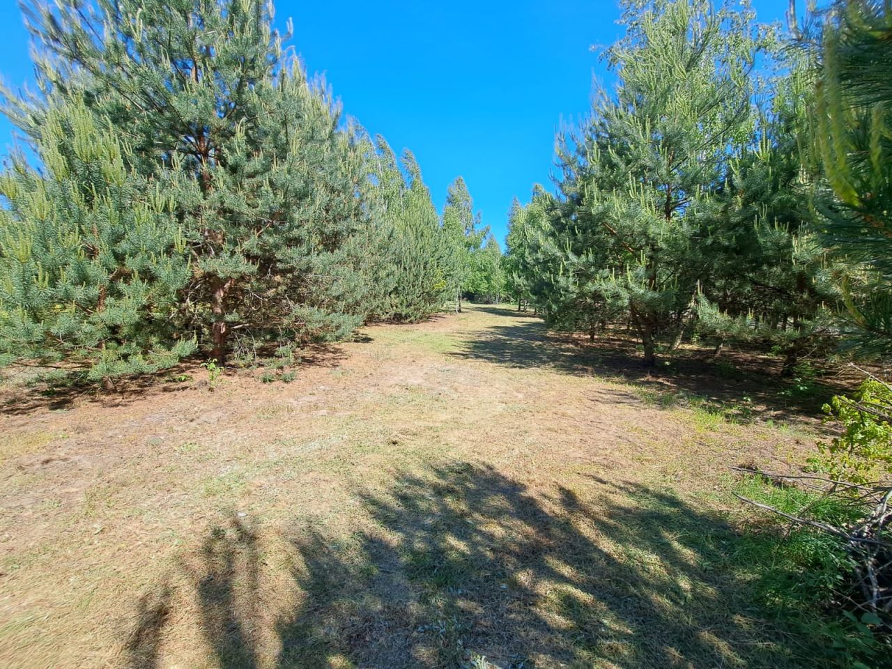 Działka budowlana Badulki Gęsia Niwa. Zdjęcie 5