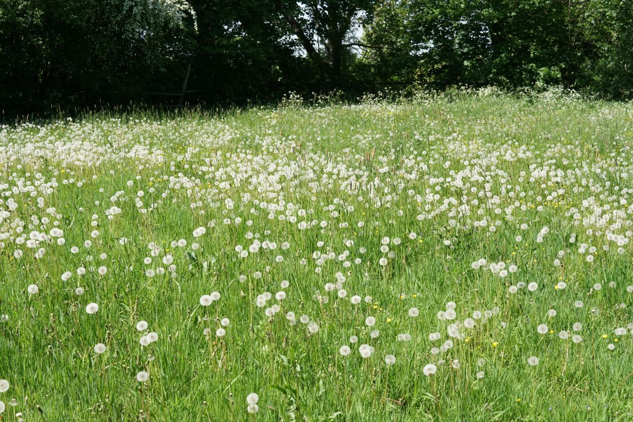 Działka rolno-budowlana Jezioro. Zdjęcie 2