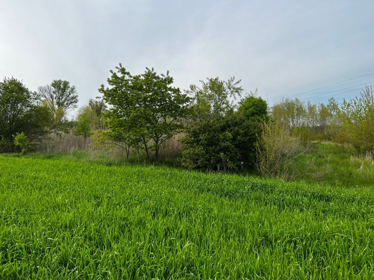 Działka rolna Kolsko, Kolsko. Zdjęcie 6