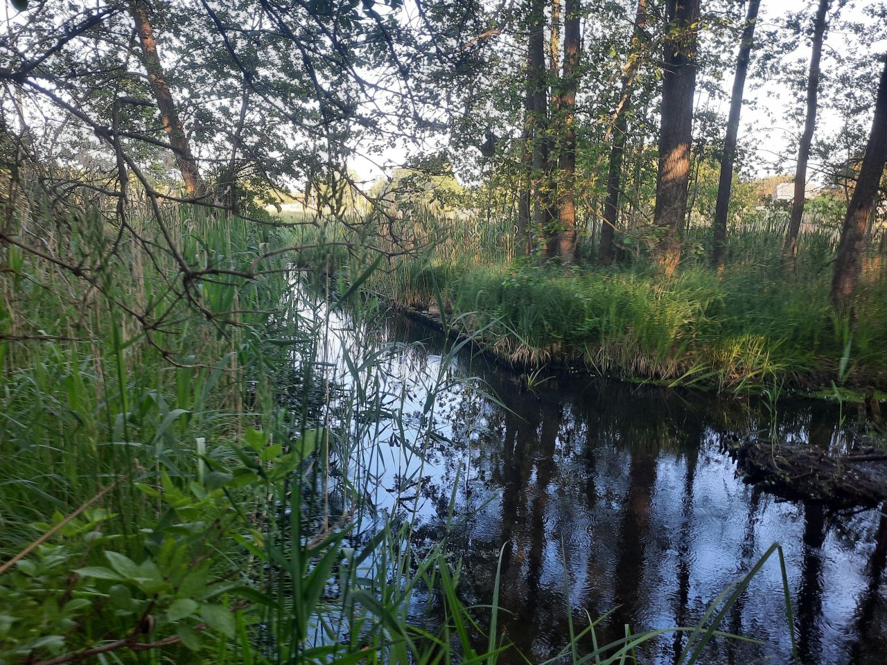 Działka rekreacyjna Minikowo. Zdjęcie 4