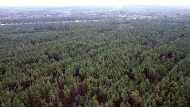 Działka leśna Rudnik nad Sanem. Zdjęcie 1