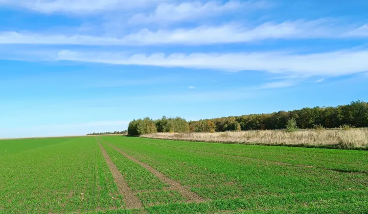 Działka rolno-budowlana Witkowice, ul. Leśna