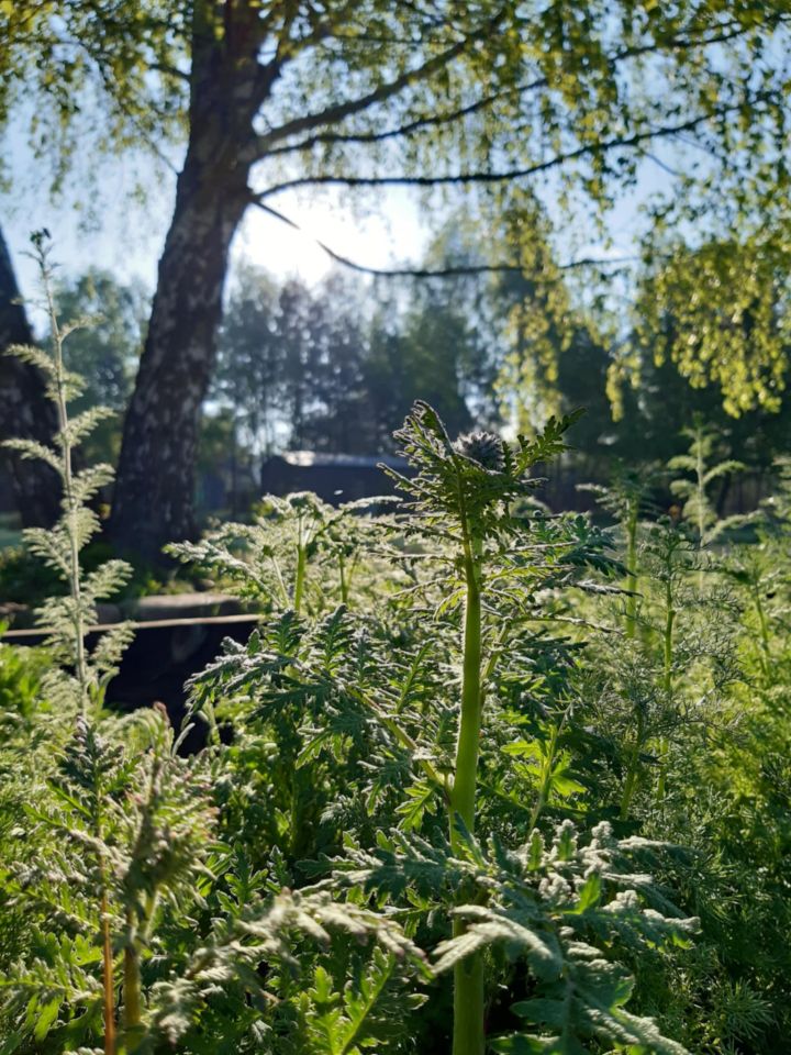 Działka budowlana Podbiel Krupińskie, Sosnowa. Zdjęcie 20