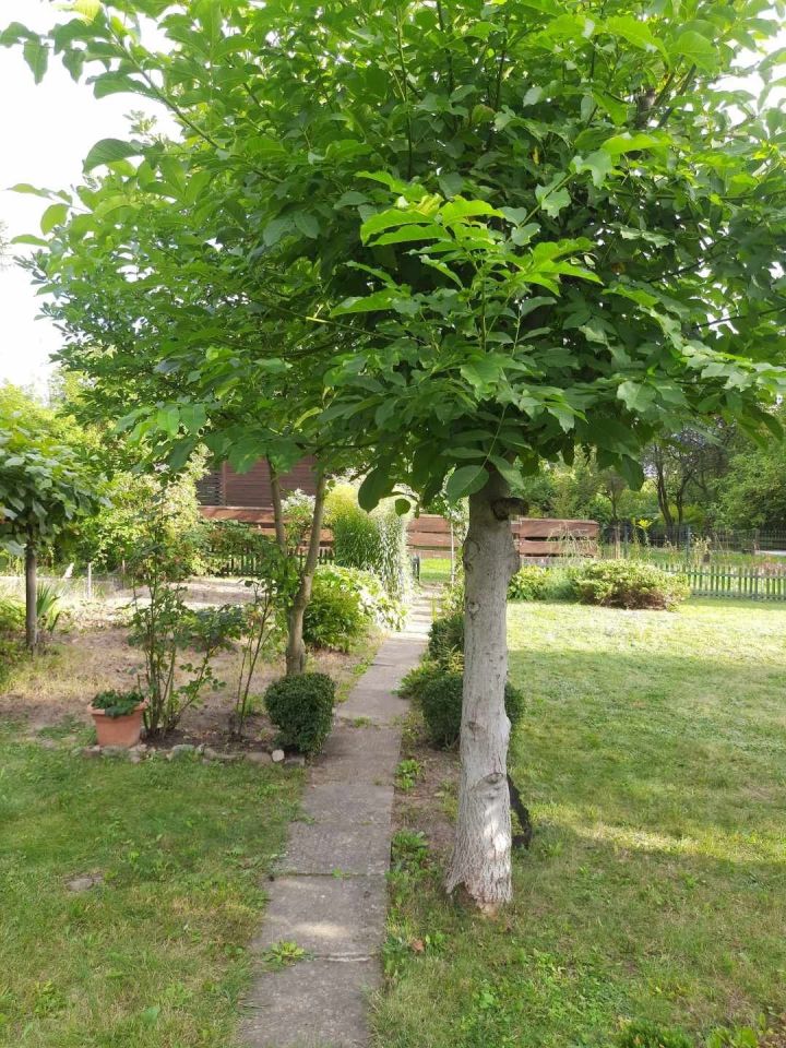 Działka rod Radom, ul. Wolanowska. Zdjęcie 3