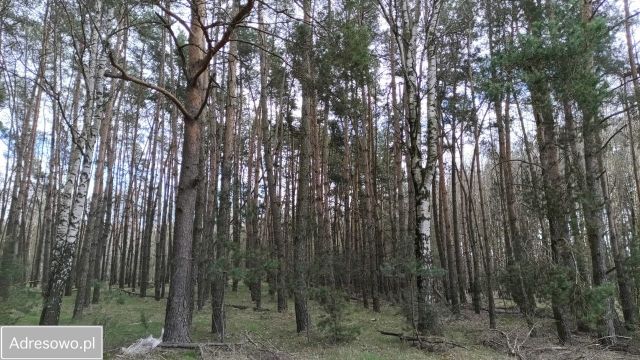 Działka leśna Turze. Zdjęcie 1