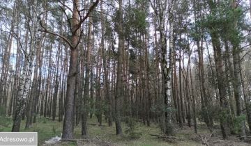 Działka leśna Turze