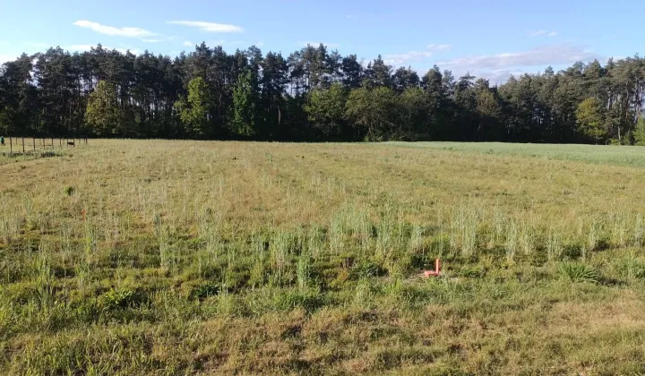 Działka budowlana Miłkowo