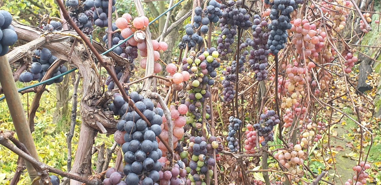 Działka rod Gdańsk Emaus, ul. Nowolipie. Zdjęcie 4