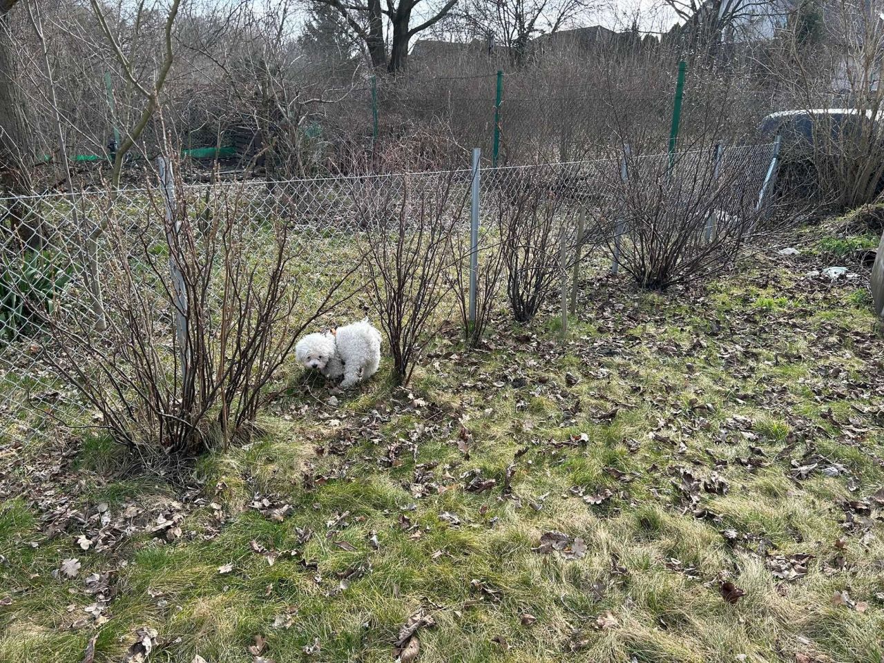 Działka rod Wrocław Kuźniki, ul. Koszalińska. Zdjęcie 7