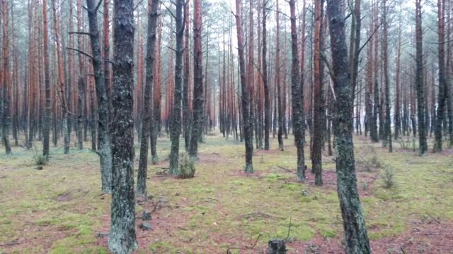 Działka leśna Siemiatycze-Stacja, Droga krajowa 19. Zdjęcie 1
