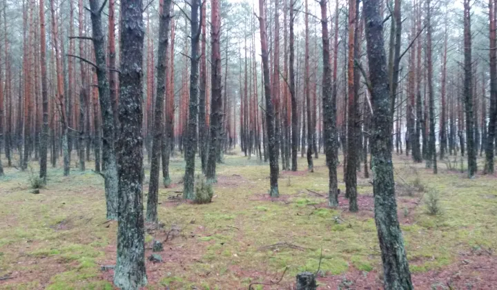 Działka leśna Siemiatycze-Stacja, Droga krajowa 19