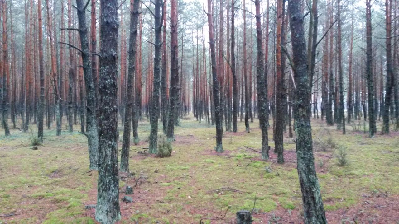 Działka leśna Siemiatycze-Stacja, Droga krajowa 19. Zdjęcie 1