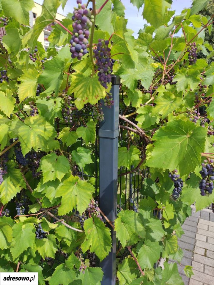 Mieszkanie 4-pokojowe Żagań, ul. Brzozowa. Zdjęcie 5