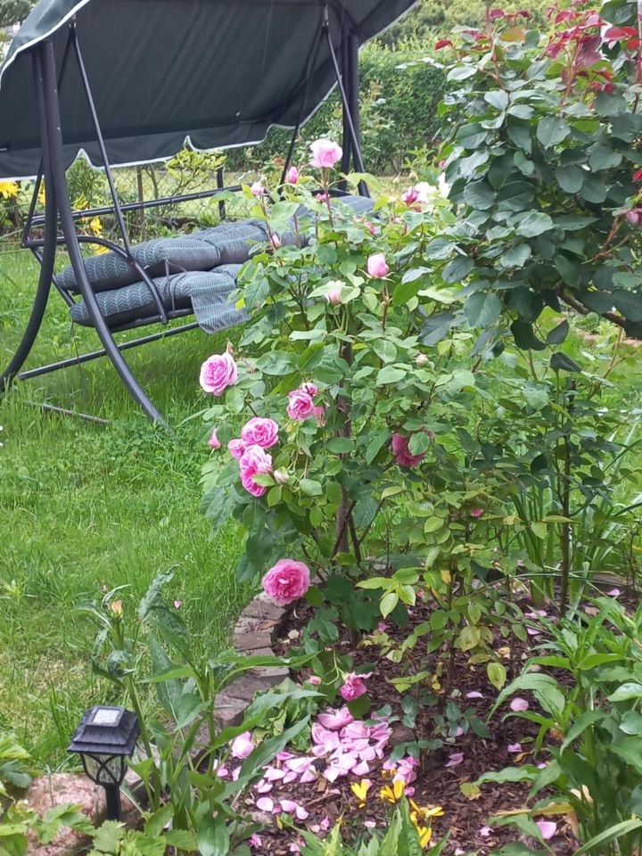 Działka rod Dys Bernatówka, ul. Bernatówka. Zdjęcie 18