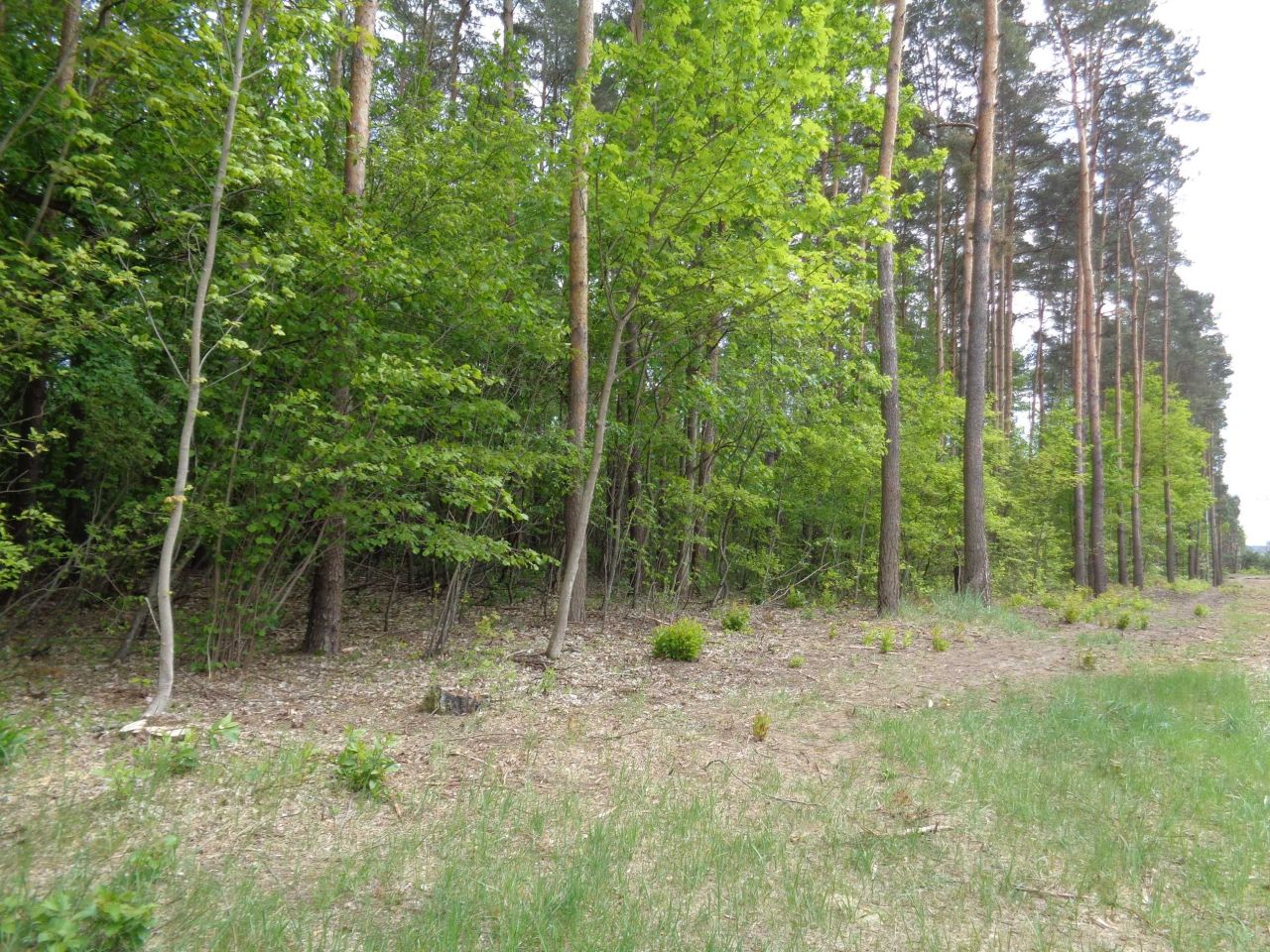 Działka leśna Bierzewice