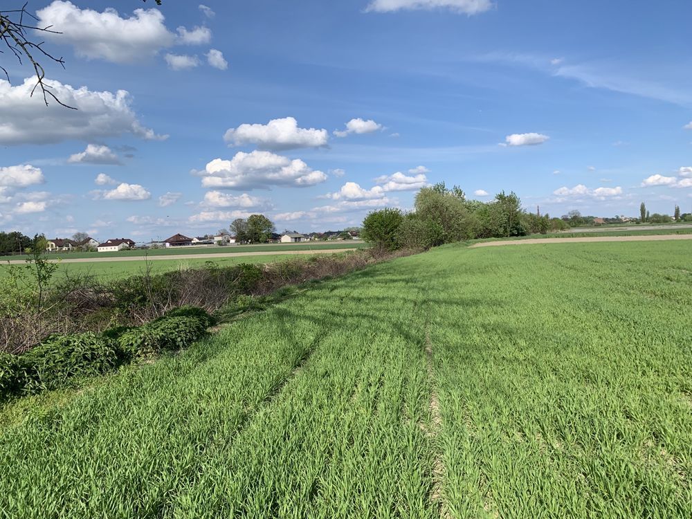 Działka rolno-budowlana Grądy. Zdjęcie 4