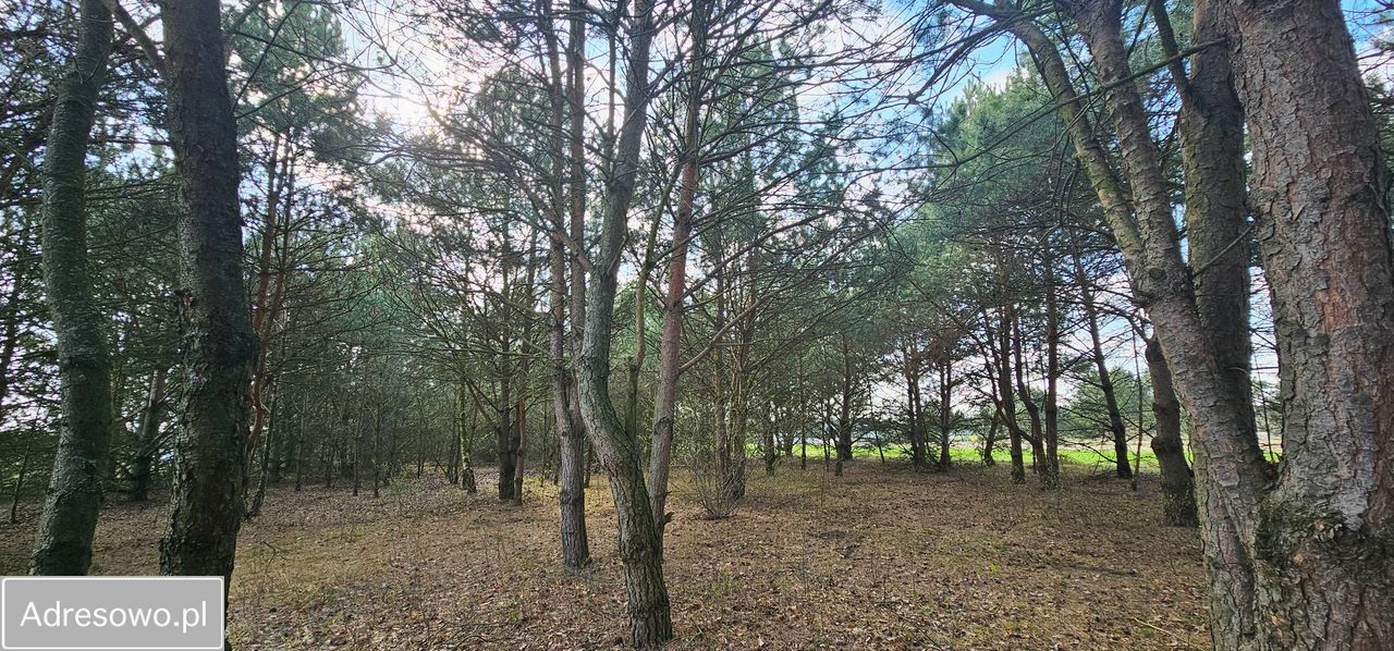 Działka rolna Królewo. Zdjęcie 6