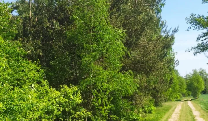 Działka rolno-budowlana Zasonie