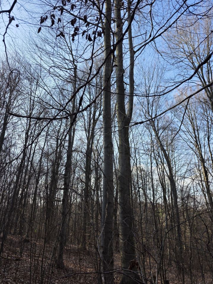 Działka leśna Pilica. Zdjęcie 6