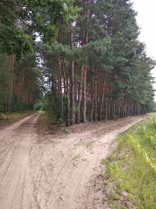 Działka leśna Sokołowskie Rumunki