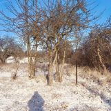 Działka rod Szczecin Bukowo, ul. Podgórna. Zdjęcie 1