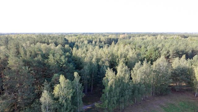 Działka budowlana Korzeniówka. Zdjęcie 5