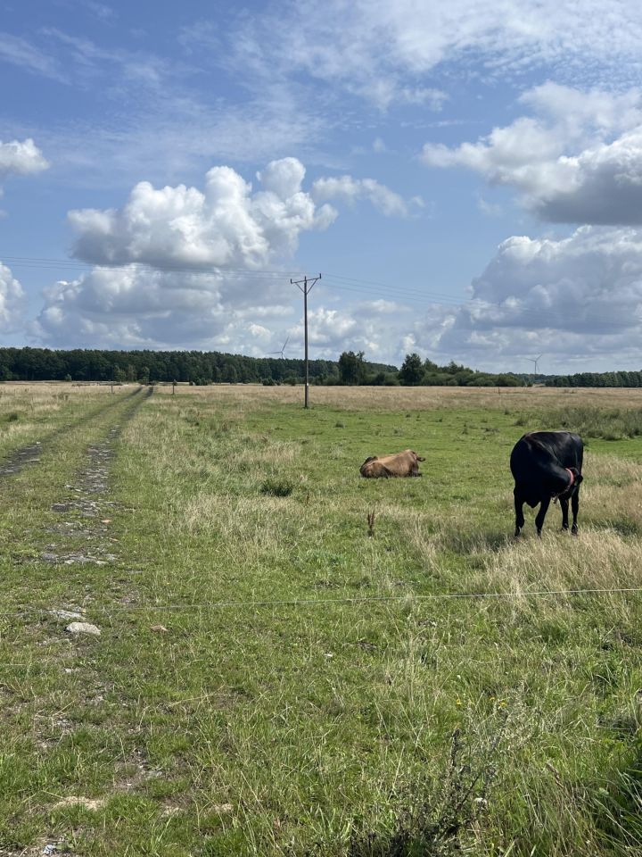 Działka rolna Krupy. Zdjęcie 7