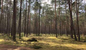 Działka leśna Tereszpol-Zaorenda