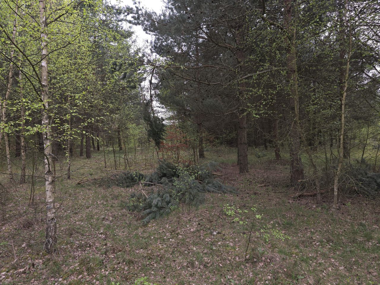 Działka leśna Ruś. Zdjęcie 10