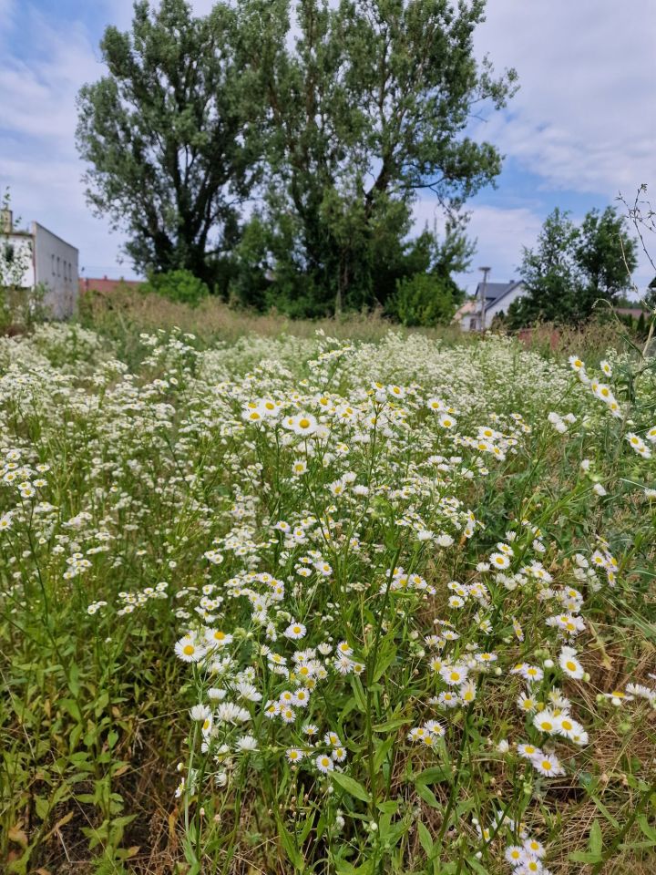 Działka rolno-budowlana Sobków, ul. Długa. Zdjęcie 2