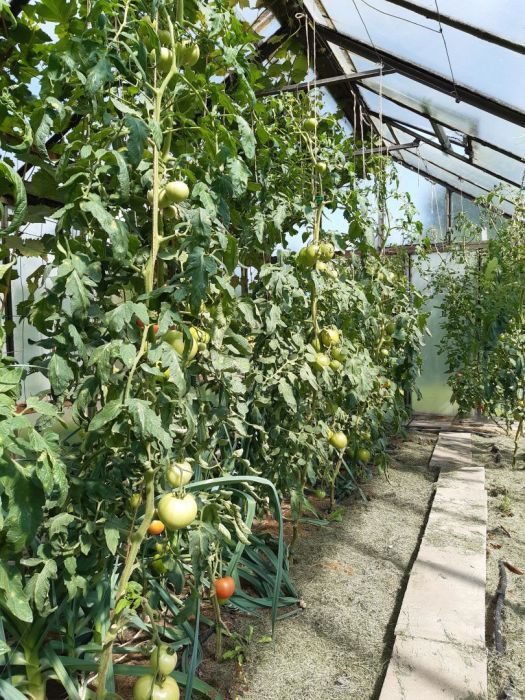 Działka rod Gdynia Oksywie, ul. Zielona. Zdjęcie 12